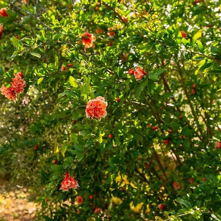 Nel Conero 4* ヌマーナ